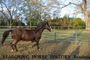SEARCHING HORSE HISTORY Pandora,  Near Stillwater, OK, 74074